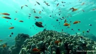 <strong>水下珊瑚</strong>礁景观与五颜六色的鱼